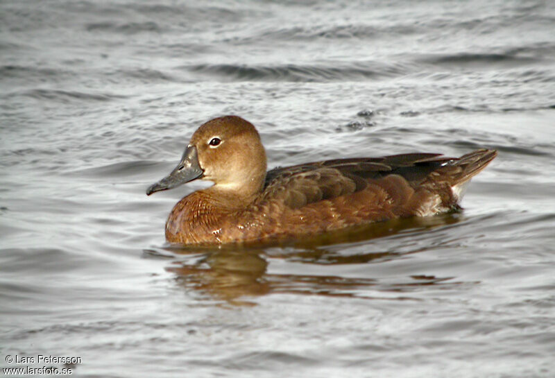 Rosy-billed Pochard