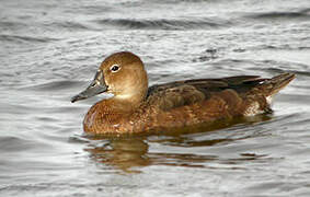 Rosy-billed Pochard