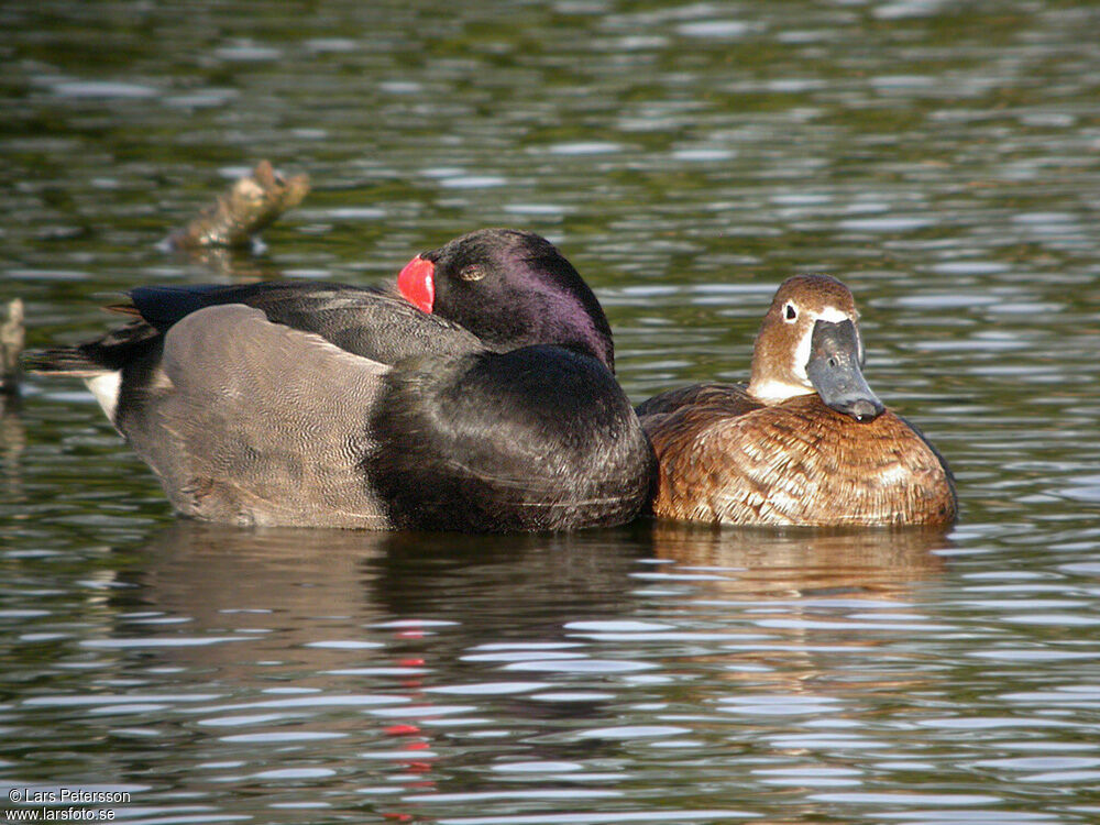 Rosy-billed Pochard