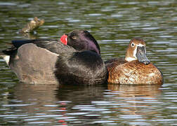 Rosy-billed Pochard