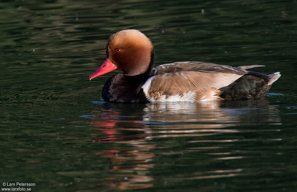 Red-crested Pochard