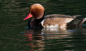 Red-crested Pochard