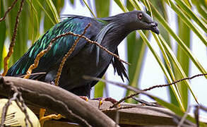 Nicobar Pigeon