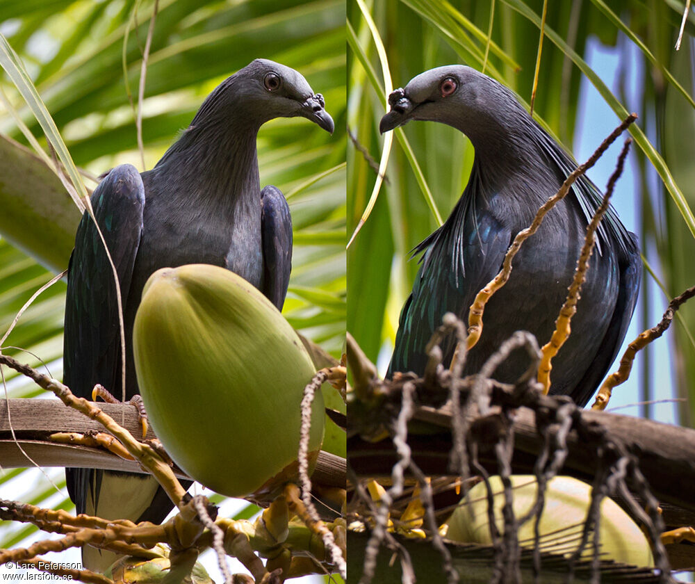 Nicobar Pigeon