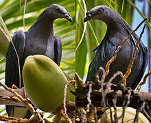 Nicobar Pigeon