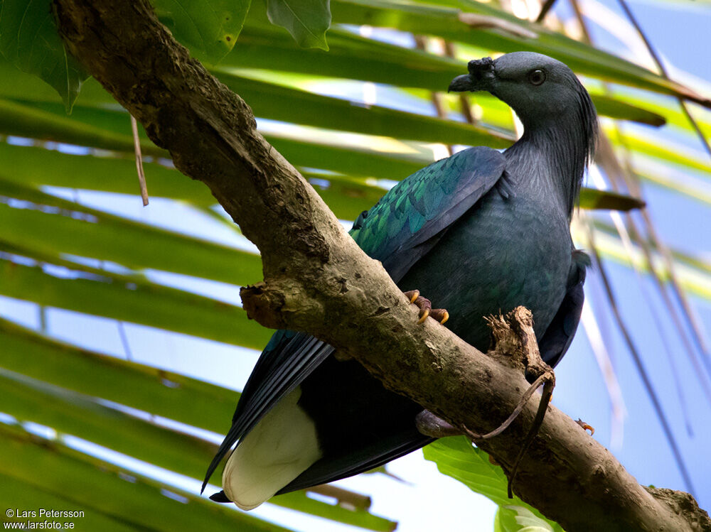 Nicobar Pigeon