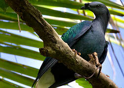 Nicobar Pigeon