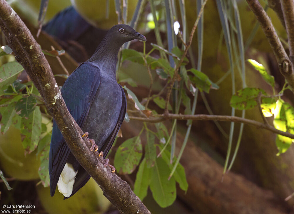 Nicobar Pigeon