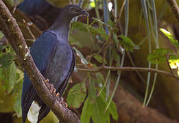 Nicobar Pigeon