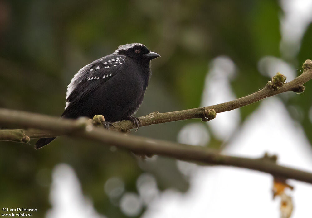 Grey-headed Nigrita