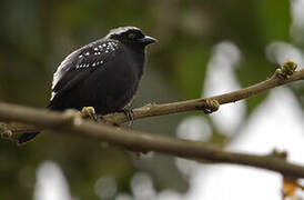 Grey-headed Nigrita