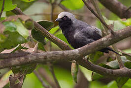 Pale-fronted Nigrita