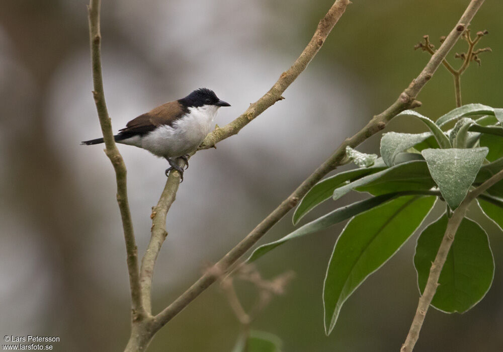 White-breasted Nigrita