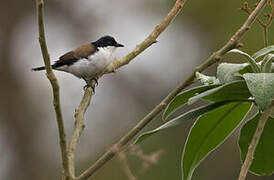 White-breasted Nigrita