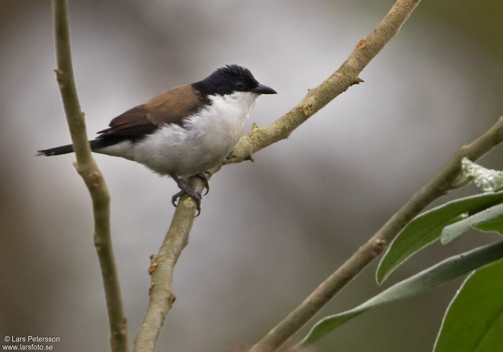 White-breasted Nigrita