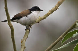 White-breasted Nigrita