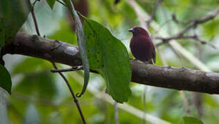 Chestnut-breasted Nigrita