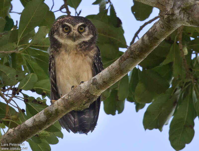 West Solomons Owl, identification