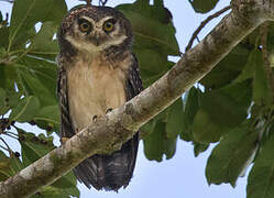 West Solomons Owl