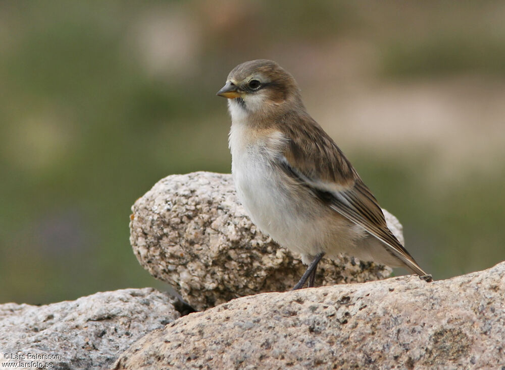 Rufous-necked Snowfinch