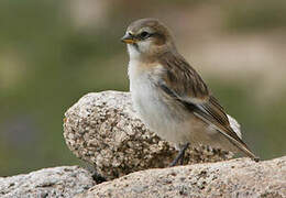 Rufous-necked Snowfinch