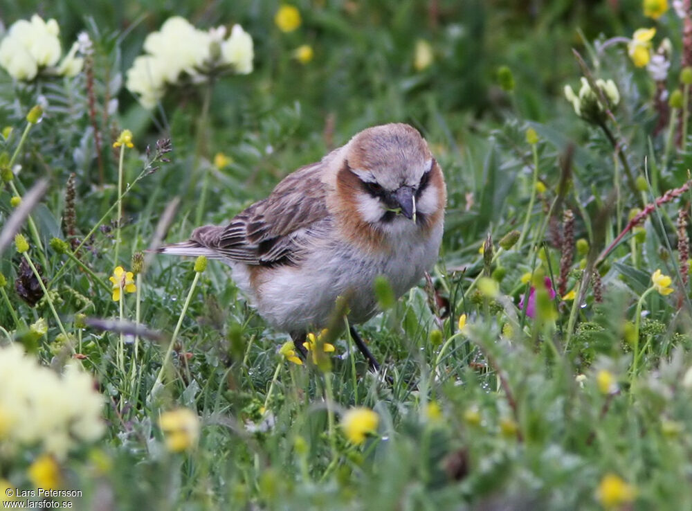 Rufous-necked Snowfinch