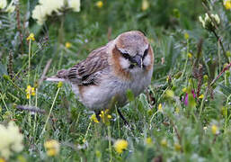 Rufous-necked Snowfinch