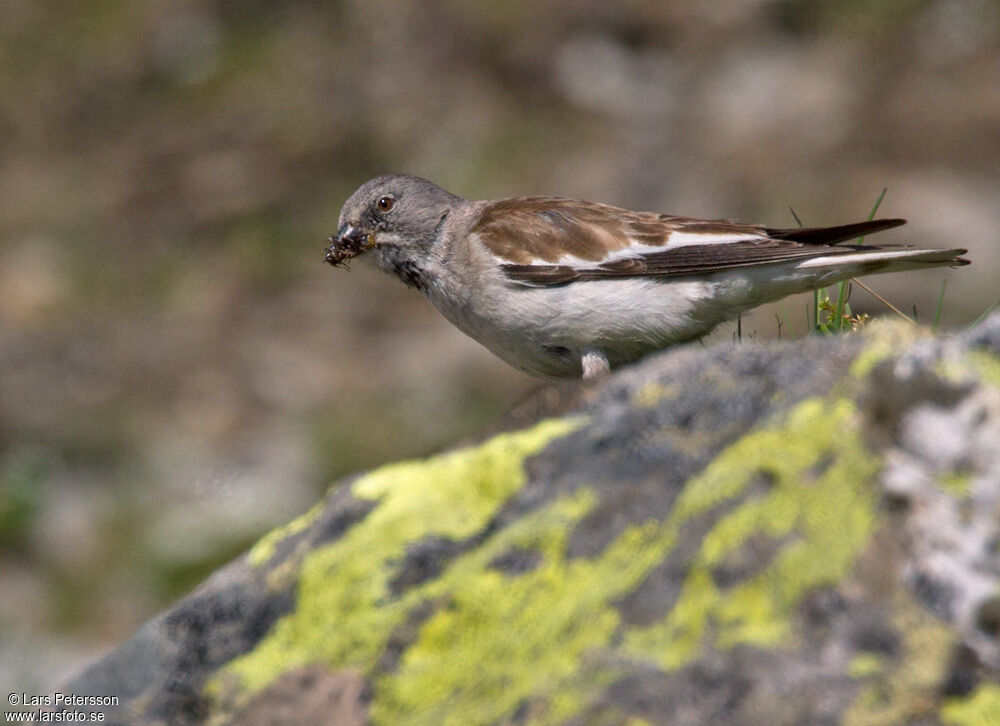 White-winged Snowfinch