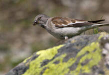 Niverolle alpine