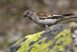 White-winged Snowfinch