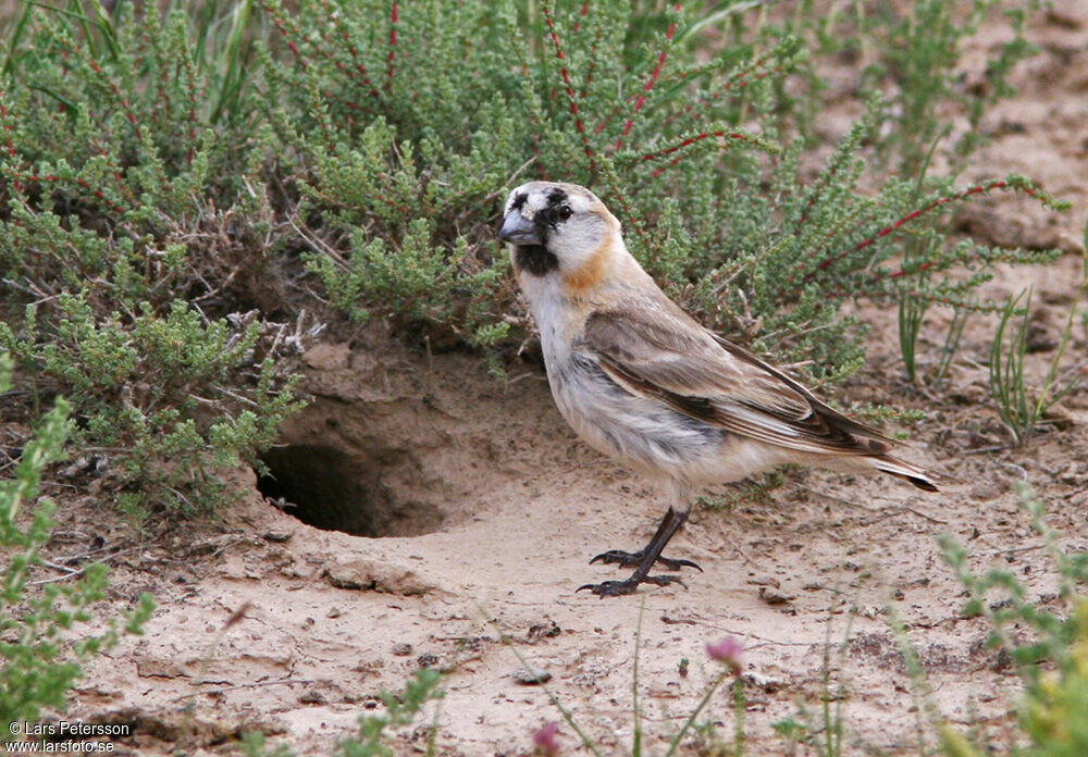 Blanford's Snowfinch