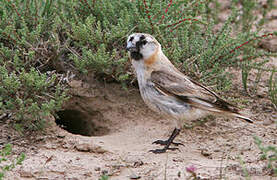 Blanford's Snowfinch