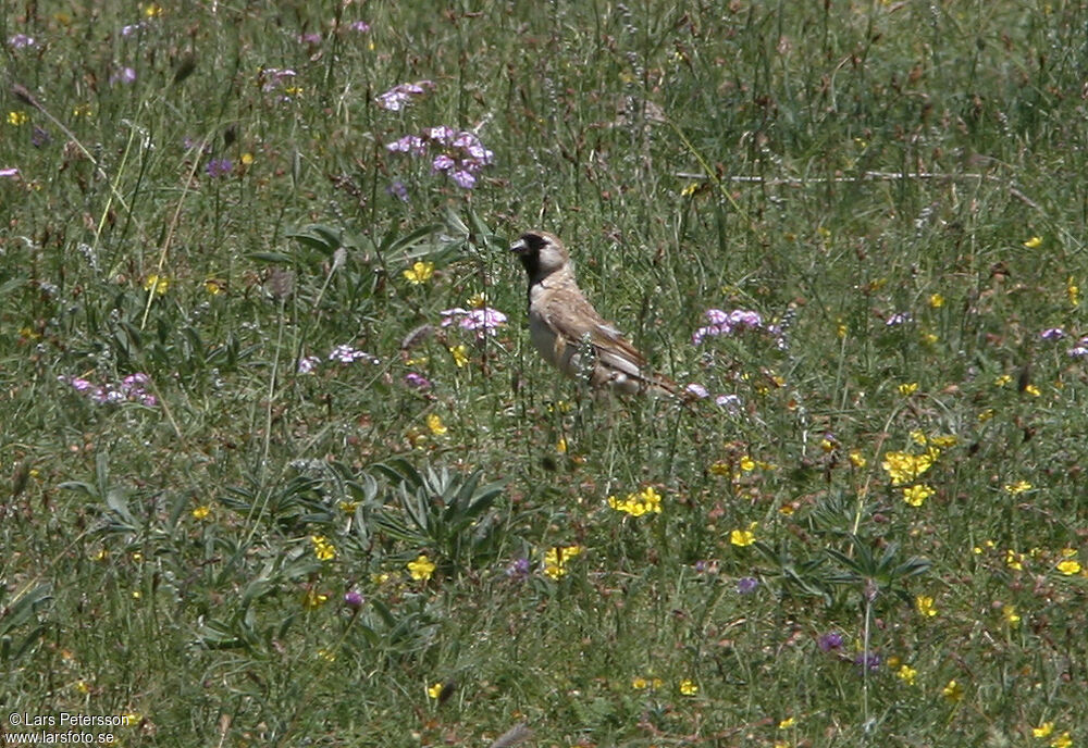 Pere David's Snowfinch