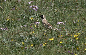 Pere David's Snowfinch