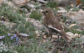 Tibetan Snowfinch