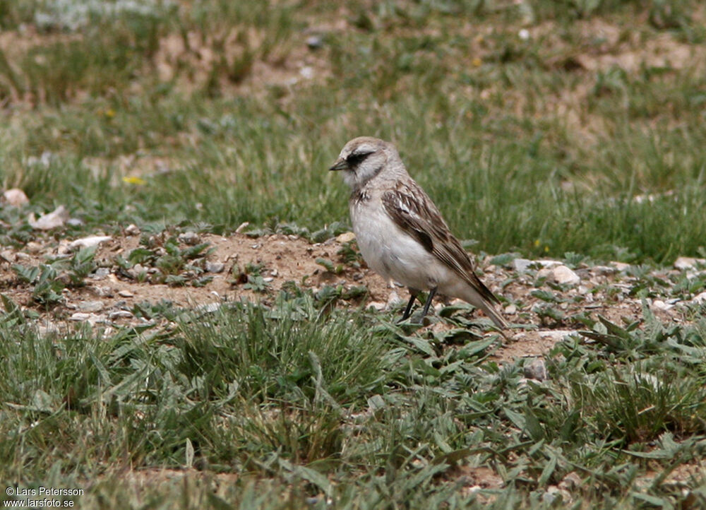 White-rumped Snowfinch