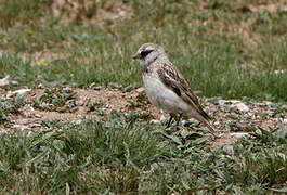 White-rumped Snowfinch