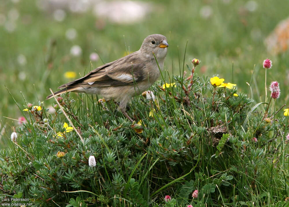 Black-winged Snowfinch