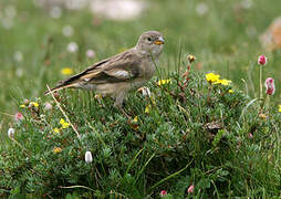 Black-winged Snowfinch