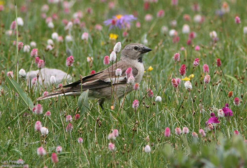 Black-winged Snowfinchadult, identification