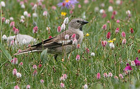 Black-winged Snowfinch