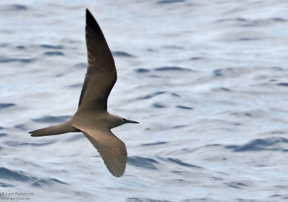 Brown Noddy