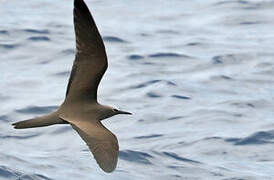 Brown Noddy