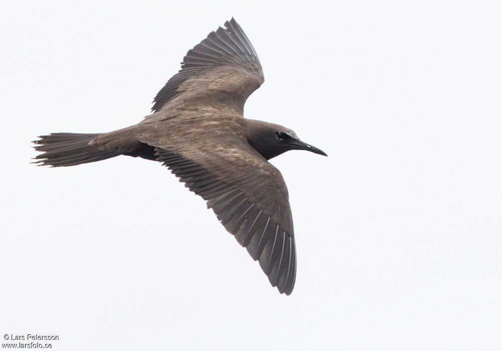 Brown Noddy