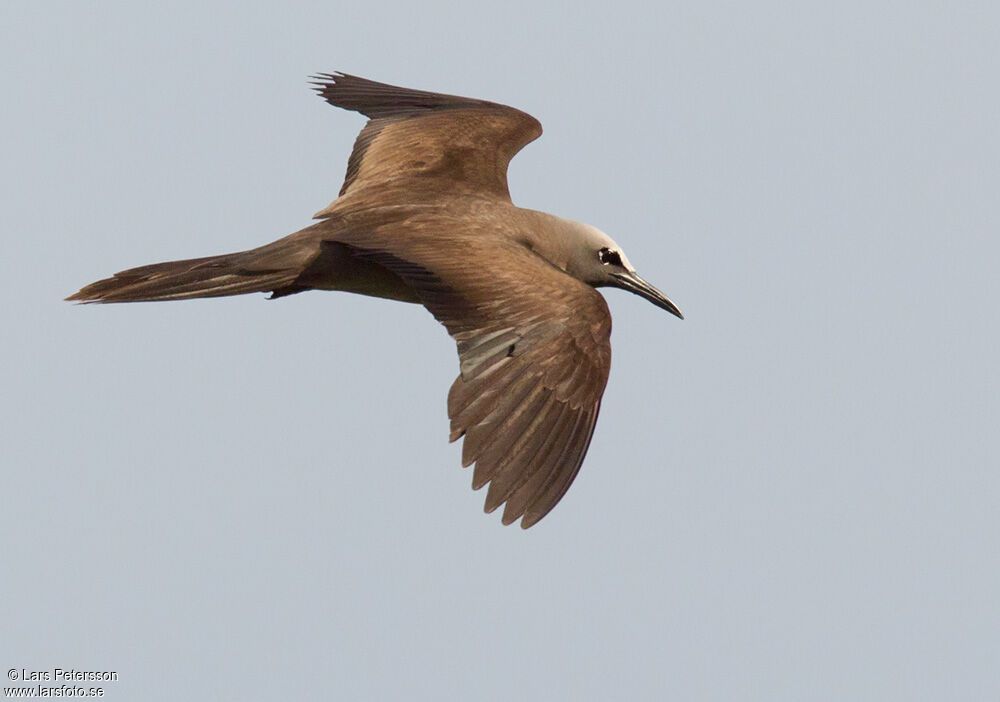 Brown Noddy