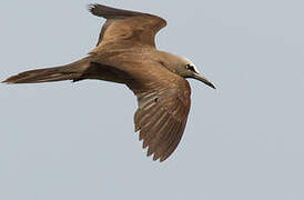 Brown Noddy