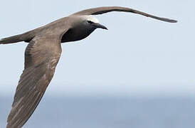 Brown Noddy