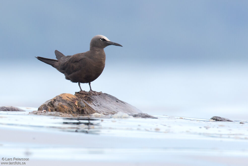 Brown Noddy