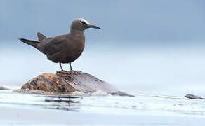 Brown Noddy