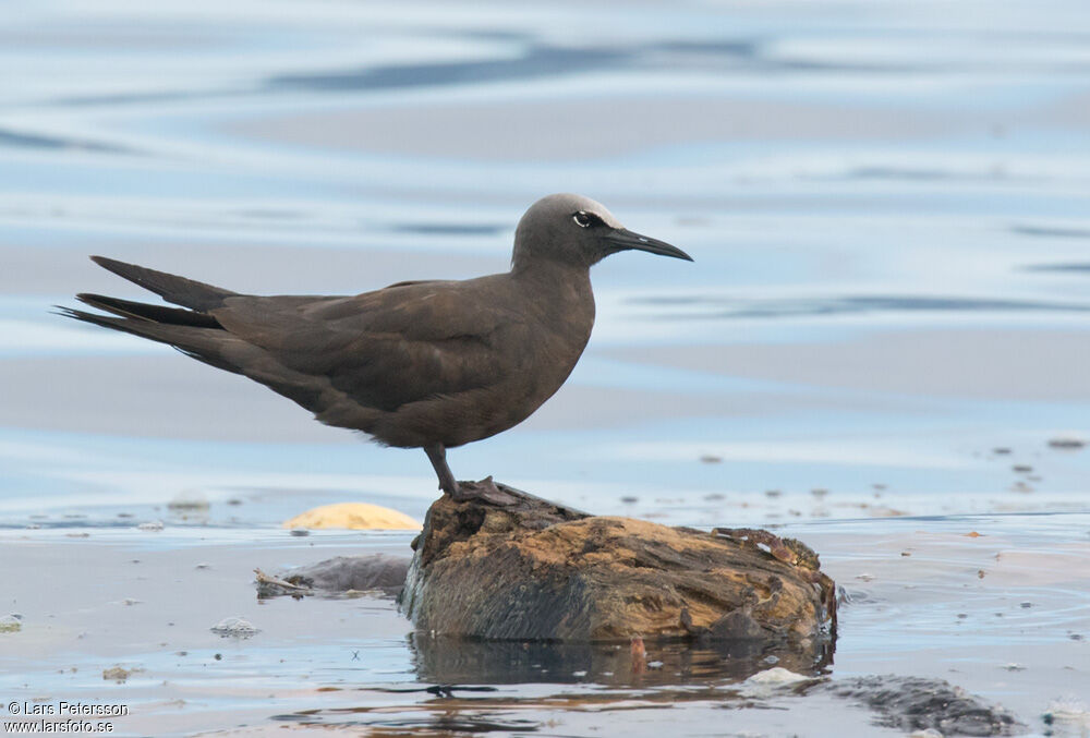 Brown Noddy